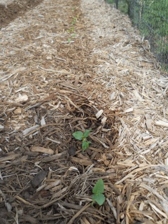 Mulch Gardening/Eden Black-Eyed Peas Growing