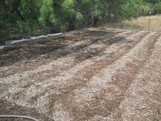 Entire Mulch Gardening/Eden Bed Planted with Black-Eyed Peas