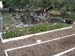 Sifted Mulch Bed Black-Eyed Peas Growing