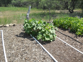 2012 Okra