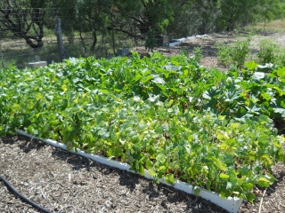 2012 Green Beans, Squash and Zucchini