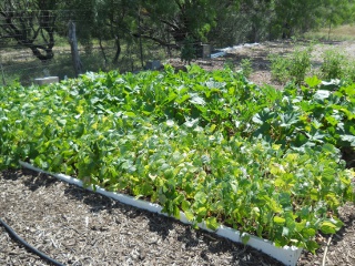 2012 Green Beans, Squash and Zucchini