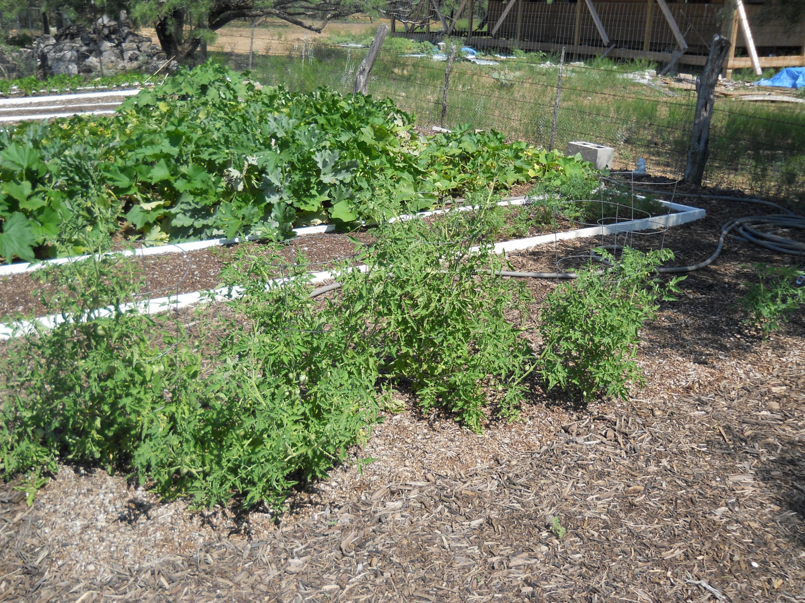 2012 Tomatoes and Carrots