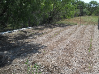 Black-Eyed Peas Growing in Mulch Gardening/Eden Bed