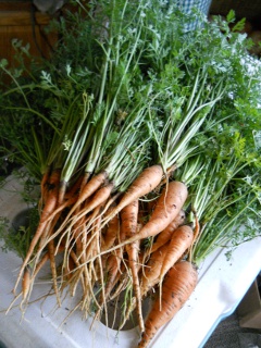 Spring Garden 2012 Carrots