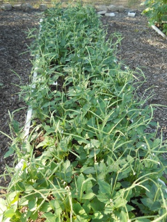 Spring Garden 2012 More Black-Eyed Peas