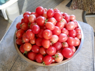 Spring Garden 2012 Tomatoes in a Bowl