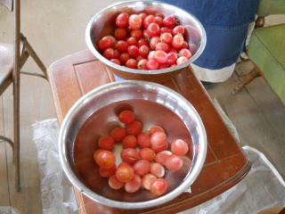 Spring Garden 2012 Tomatoes Ready to Process into Tomato Sauce