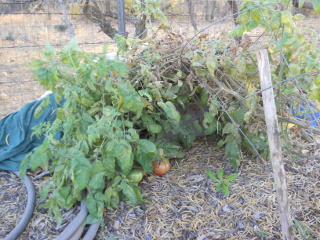 Spring Garden 2012 Heirloom Tomato Plant with Tomatoes