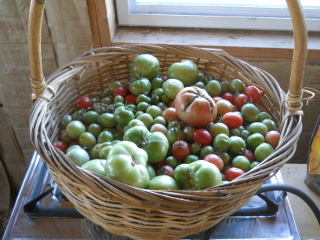 Spring Garden 2012 Basket of December Tomatoes