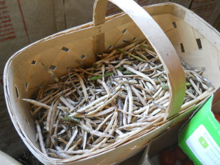Spring Garden 2012 Basket of Dried Black-Eyed Peas