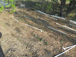 Zucchini Sprouting