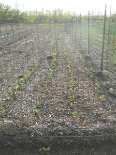 Green Beans Sprouting