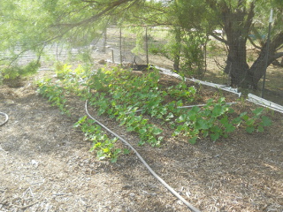 Zucchini Growing