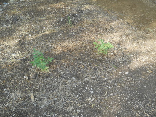 Tomatoes Growing in Hugelkultur Bed