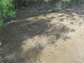 Tomatoes Growing in Mulch Bed