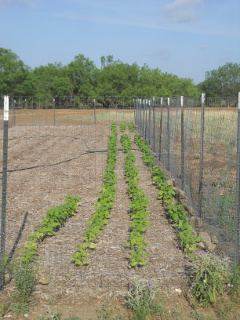 Green Beans Growing