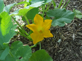 Zucchini Flower