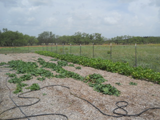 Green Beans & Turnips, Early July 2014