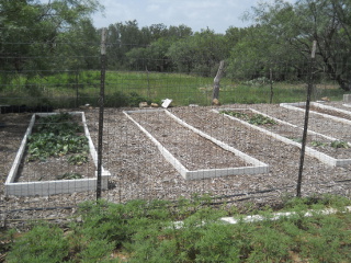 Turnips in Raised Garden Beds, Early July 2014