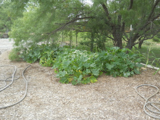 Zucchini, Early July 2014