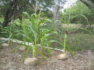 Corn, Early July 2014