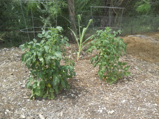 Tomatoes, Early July 2014