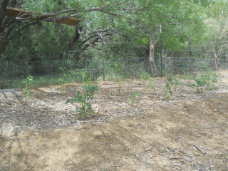 Tomatoes in Hugelkultur Bed, Early July 2014