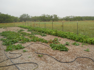 Beans & Turnips, 3rd Week in July