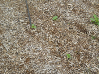 New Okra, 3rd Week in July