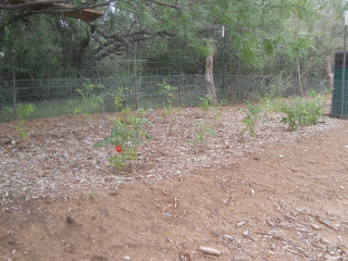 Tomatoes in Hugelkultur Bed, 3rd Week in July