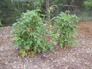 Tomatoes, 3rd Week in July