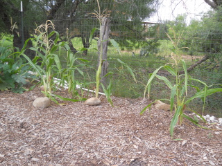 Corn, 3rd Week in July