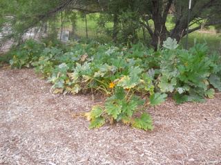 Zucchini, 3rd Week in July