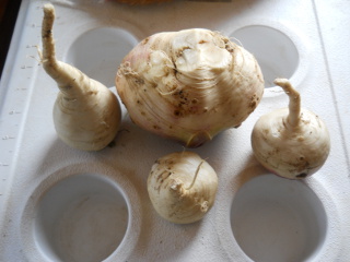 Garden 2014 July Turnips