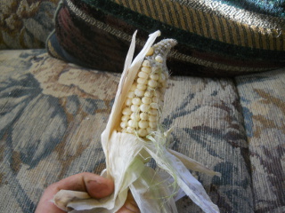 Sweet Corn Ear