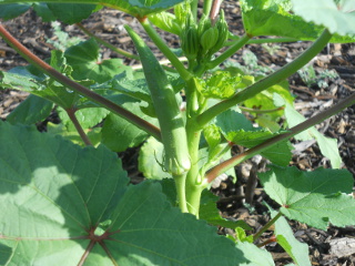 Okra