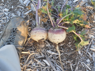 2014 September Turnips