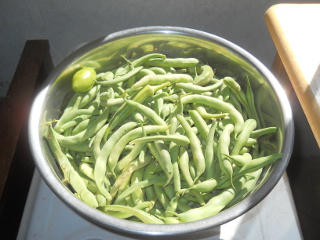 Garden 2014 October Green Beans