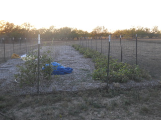 Mid November 2014 Garden Green Beans & Okra