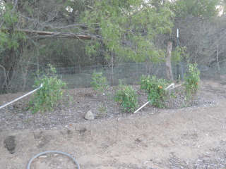 Mid November 2014 Garden Tomatoes