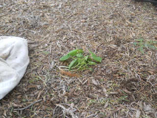 Late Germinated Zucchini