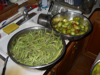 Final Green Beans & Tomatoes Haul