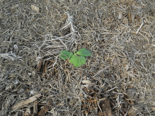 Zucchini Planted Last Year Germinated