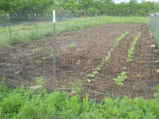 Garden I Growth Early May