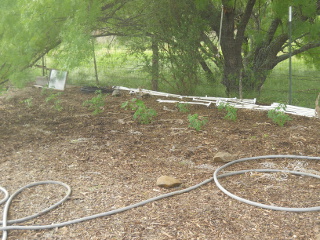 Garden I Tomatoes