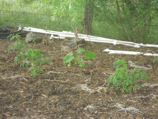 Zucchini Planted Last Year