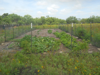 Garden I