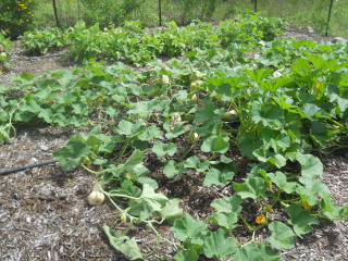 Butternut Squash