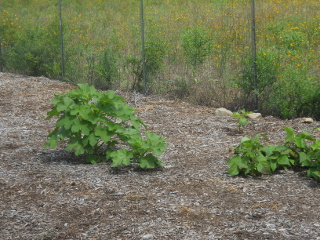 Okra Plants